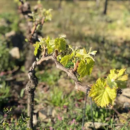 Quinta Dos Piscos Barcos