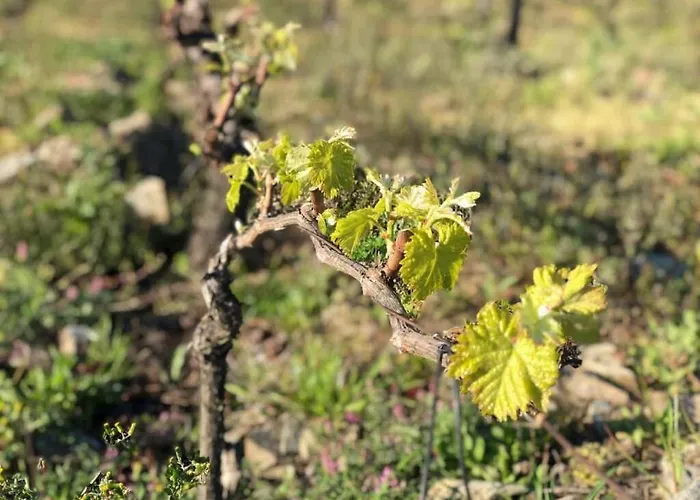 Quinta Dos Piscos Barcos